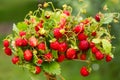 Wild strawberry Royalty Free Stock Photo