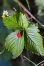 Wild strawberry Royalty Free Stock Photo