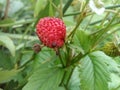 Wild strawberry with ant