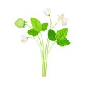 Wild Strawberry as Wildflower Specie or Herbaceous Flowering Plant Vector Illustration