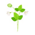 Wild Strawberry as Wildflower Specie or Herbaceous Flowering Plant Vector Illustration