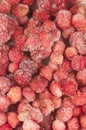 Wild strawberry background Royalty Free Stock Photo