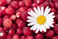 Wild strawberry background. Close-up. A lot of strawberries ripe with chamomile flower Royalty Free Stock Photo