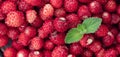 Wild strawberry background. Close-up. A lot of strawberries ripe with mint leaf Royalty Free Stock Photo