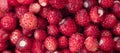 Wild strawberry background. Close-up. A lot of strawberries ripe Royalty Free Stock Photo