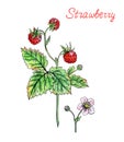 Wild strawberry with berries and flowers, hand drawing with watercolor and liner. Strawberries, illustration isolated on white bac Royalty Free Stock Photo