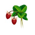 Wild strawberry berries and leafs