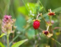 Wild strawberry with berries Royalty Free Stock Photo