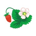 Wild Strawberry Berry, Leaf, Flower