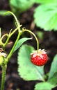 Wild strawberry berry lonely hang on the bush Royalty Free Stock Photo