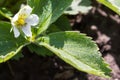 Wild strawberry blooms