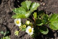 Wild strawberry blooms