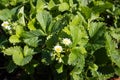 Wild strawberry blooms