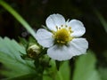 Wild Strawberry Blossom Flower Royalty Free Stock Photo