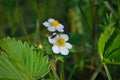 Wild strawberry blossoming macro shot of a flower. Fragaria vesca Royalty Free Stock Photo