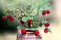 Wild strawberry bouquet Royalty Free Stock Photo