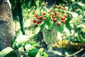 Wild strawberry bouquet Royalty Free Stock Photo