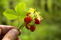 wild strawberry bouquet Royalty Free Stock Photo