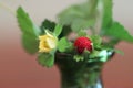 Wild strawberry bouquet in green glass vase close-up Royalty Free Stock Photo