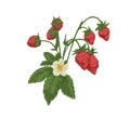 Wild strawberry branch. Forest fruit plant with fresh ripe berries, blooming flower and leaf. Botanical drawing of