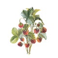 Wild strawberry branches. Hand drawn watercolor illustration on white background Royalty Free Stock Photo