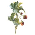 Wild strawberry branches. Hand drawn watercolor illustration on white background. Royalty Free Stock Photo