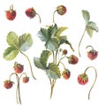 Wild strawberry branches and leaves set. Hand drawn watercolor illustration on white background Royalty Free Stock Photo