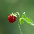 Wild strawberry bush in forest. Red strawberries berry and white flowers in wild meadow Royalty Free Stock Photo