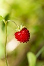 Wild strawberry bush in forest. Red strawberries berry and white flowers in wild meadow Royalty Free Stock Photo