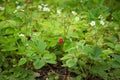 Wild strawberry bush in forest. Red strawberries berry and white flowers in wild meadow, close up Royalty Free Stock Photo