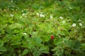 Wild strawberry bush in forest. Red strawberries berry and white flowers in wild meadow, close up Royalty Free Stock Photo