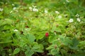 Wild strawberry bush in forest. Red strawberries berry and white flowers in wild meadow, close up Royalty Free Stock Photo