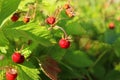 Wild strawberry bush in forest. Red strawberries berry and white flowers in wild meadow, close up Royalty Free Stock Photo