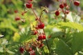 Wild strawberry bush in forest. Red strawberries berry and white flowers in wild meadow, close up Royalty Free Stock Photo