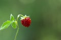 Wild strawberry bush in forest. Red strawberries berry and white flowers in wild meadow Royalty Free Stock Photo