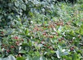 Wild strawberry bush with ripe berries and green leafs close-up Royalty Free Stock Photo