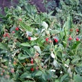 Wild strawberry bush with ripe berries and green leafs close-up Royalty Free Stock Photo