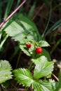 Wild strawberry bush with ripe berries and green leafs close-up Royalty Free Stock Photo