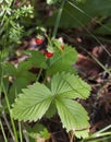 Wild strawberry bush with ripe berries and green leafs close-up Royalty Free Stock Photo