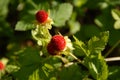 Wild strawberry bush with ripe berries and green leafs close-up. Natural ecologic food. Forest on background. Summer Royalty Free Stock Photo