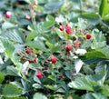 Wild strawberry bush with ripe berries and green leafs. Macro. Royalty Free Stock Photo