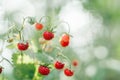 Wild strawberry bush with tasty ripe red berries and green leaves grow in green grass in wild meadow. Copy space. Macro. Royalty Free Stock Photo