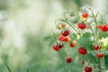 Wild strawberry bush with tasty ripe red berries and green leaves grow in green grass in wild meadow. Copy space. Macro. Royalty Free Stock Photo