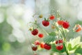 Wild strawberry bush with tasty ripe red berries and green leaves grow in green grass in wild meadow. Copy space. Macro. Royalty Free Stock Photo