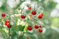Wild strawberry bush with tasty ripe red berries and green leaves grow in green grass in wild meadow. Copy space. Macro. Royalty Free Stock Photo