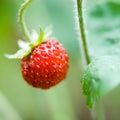 Wild Strawberry Close Up Royalty Free Stock Photo