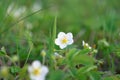 Wild strawberry flower bushes in morning dew drops, bokeh on a green background with flowers, abstract background image. close-up Royalty Free Stock Photo