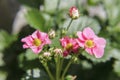Wild strawberries flower Royalty Free Stock Photo