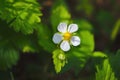 Wild strawberry flower in the forest on a blurred grassy background Royalty Free Stock Photo