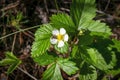 Wild strawberry flower in the forest on a blurred grassy background Royalty Free Stock Photo